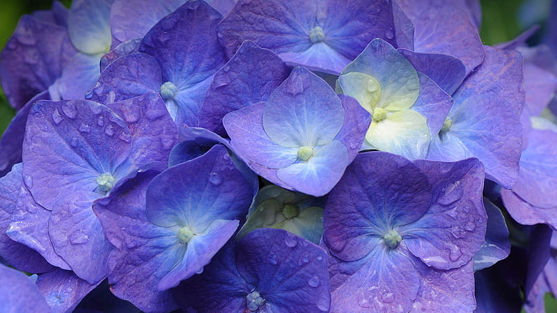 Hydrangea, purple, texture, summer, flower, skin, white, pink, blue, HD wallpaper
