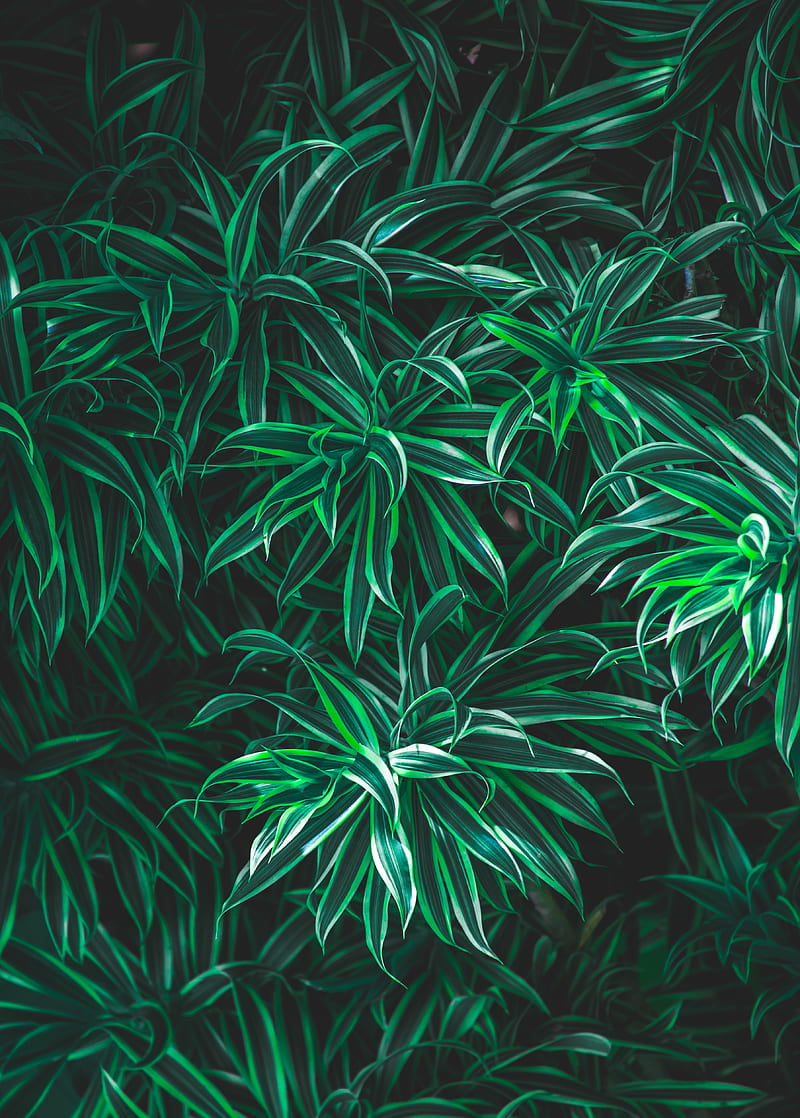 grass, leaves, striped, plant, vegetation, HD phone wallpaper