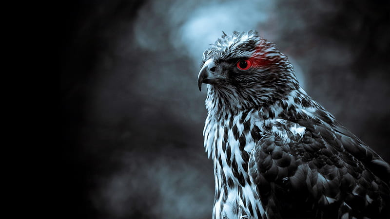 Red Eye Eagle , eagle, birds, HD wallpaper