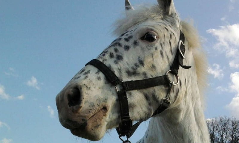 A beautiful horse, bonito, horse, bridle, piebald, HD wallpaper
