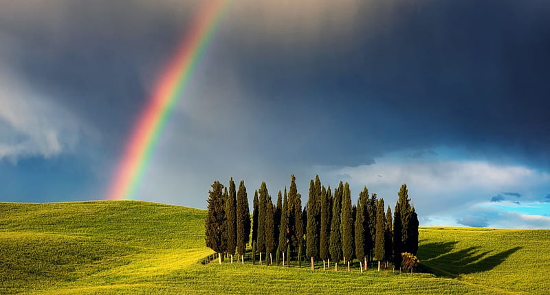 Rainbow above Tuscany Field,Italy, grass, rainbow, trees, sky, green, pine, nature, field, tuscany, HD wallpaper