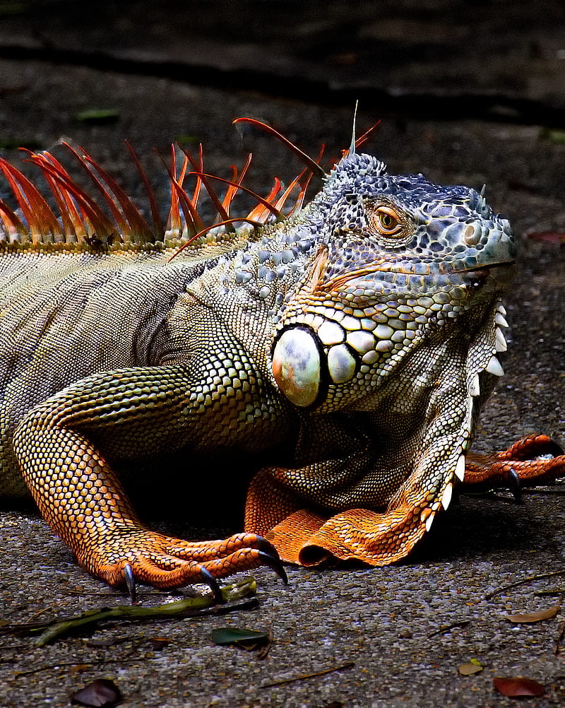 iguana, lizard, reptile, HD phone wallpaper