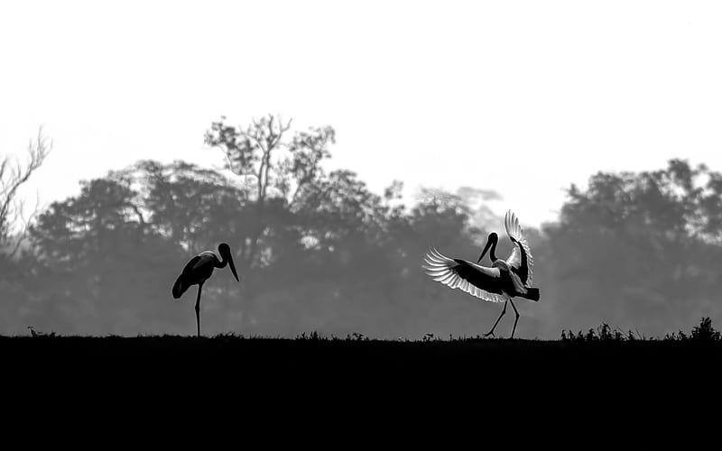 Birds, Stork, Bird, Black & White, HD wallpaper