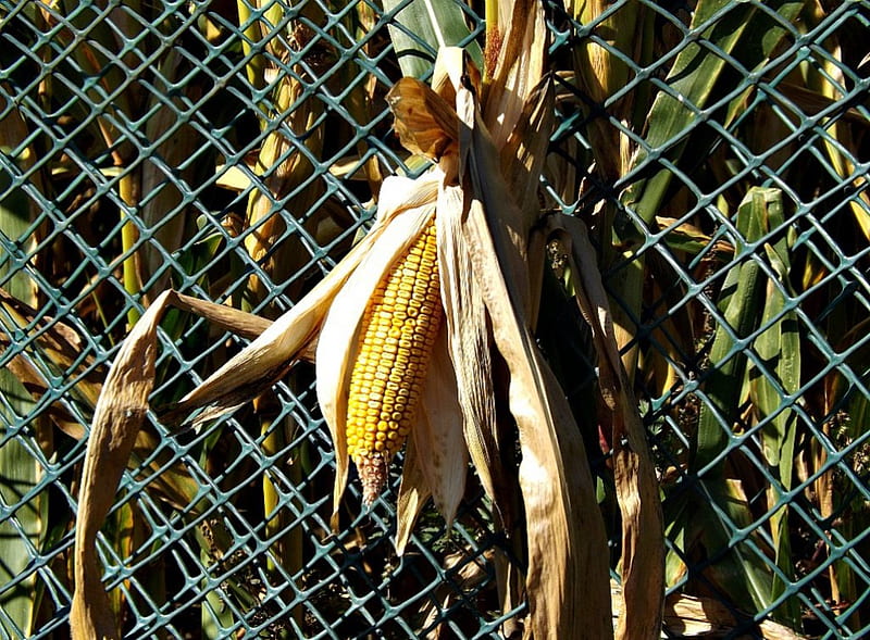ear of corn, corn, yellow, cob, HD wallpaper