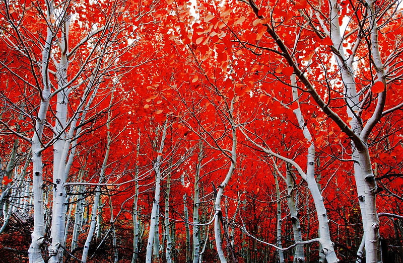 Red Autumn, birches, leaves, seasonal, trees, HD wallpaper