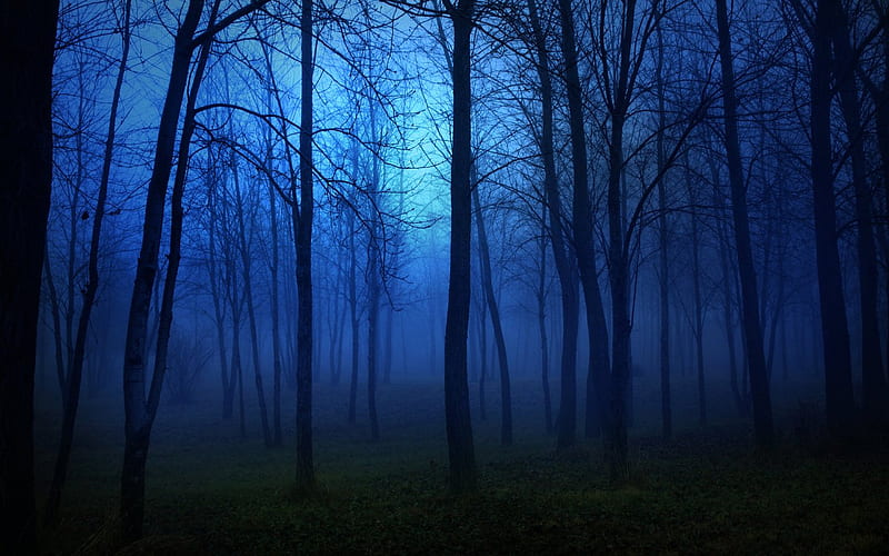 dark-blue-forest, forest, dark, nature, trees, blue, HD wallpaper
