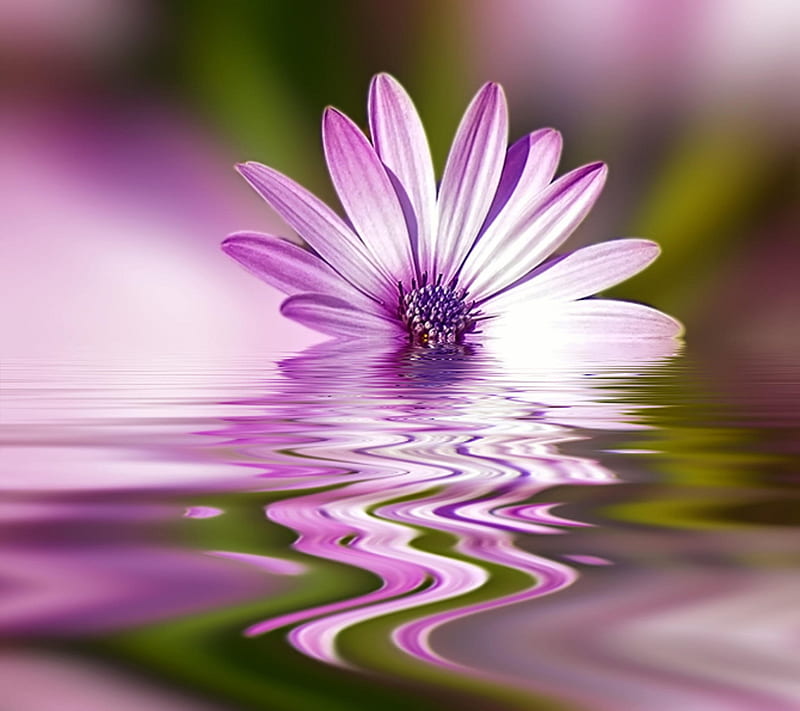 floating flower, calm, flower, pretty, purple, reflection, ripples, spring, water, HD wallpaper
