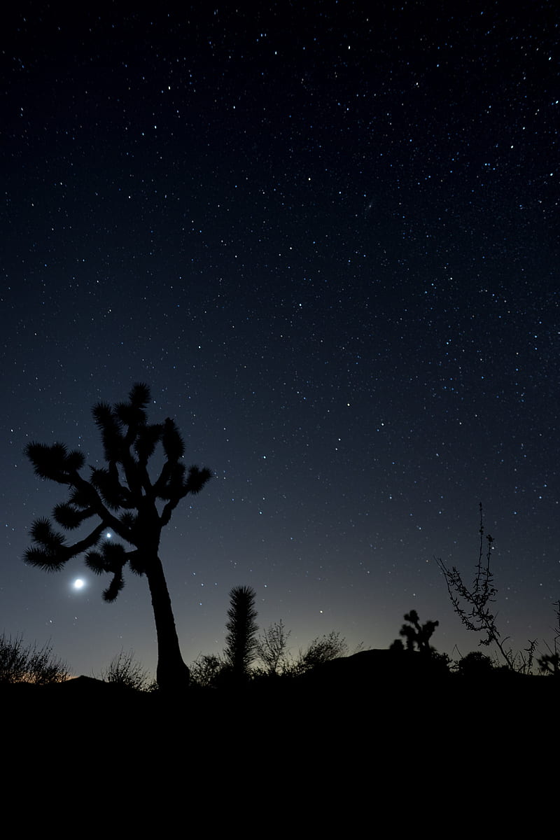 night, cacti, bushes, starry sky, dark, HD phone wallpaper