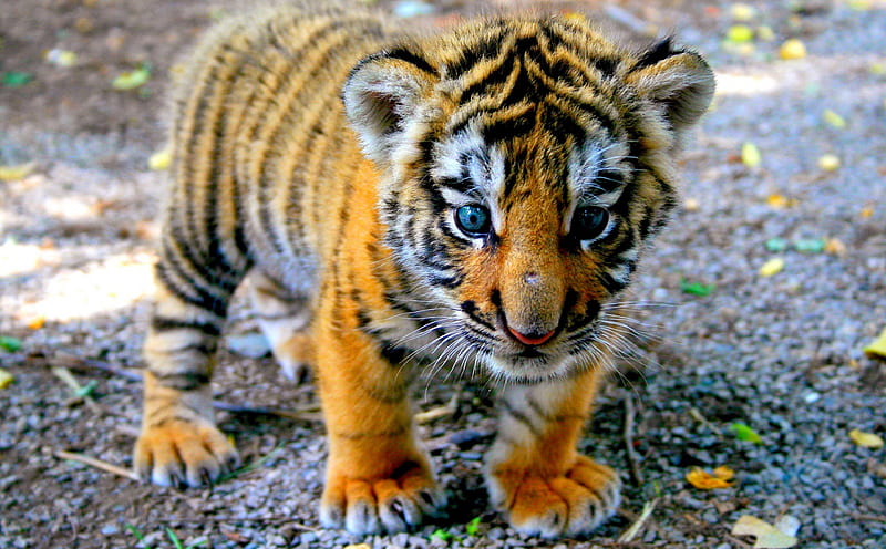 baby tiger, kitty, tiger, cat, baby animal, cute, siberian tiger jungle, SkyPhoenixX1, nature, kitten, cats, animals, HD wallpaper
