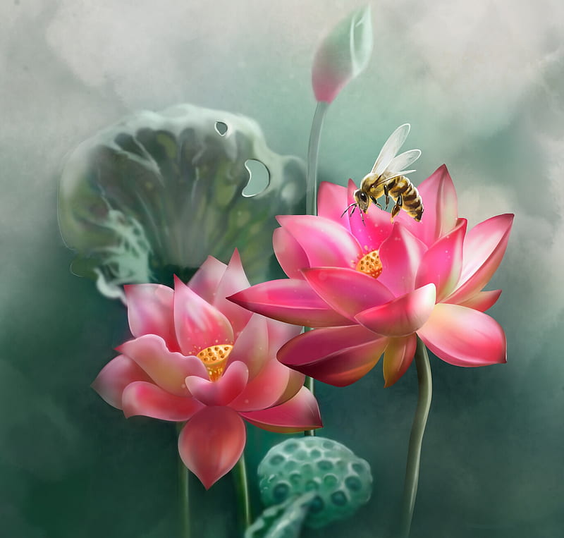 Lotus, insect, flower, pink, leaf, albina, water lily, bee, vara, green, harekrushna ojha, summer, HD wallpaper