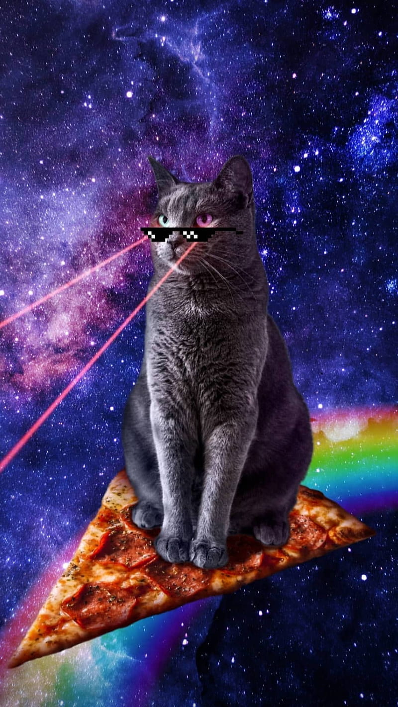 fondo de pantalla de gato en galaxia