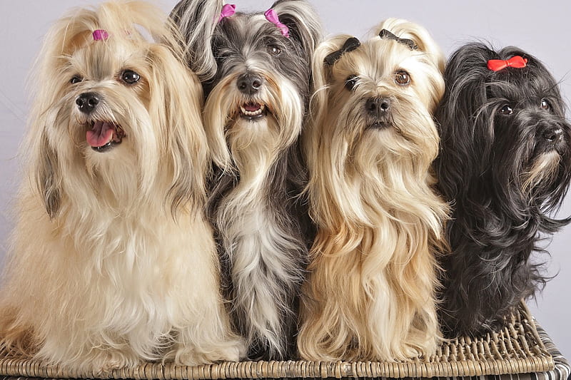 Bichon Baby Dogs, cute, Dogs, Animals, Bichon, HD wallpaper