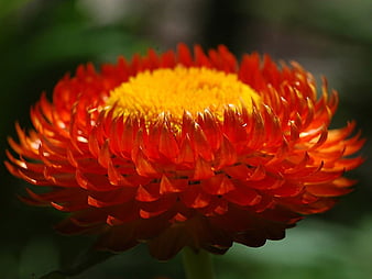 HD strawflower wallpapers | Peakpx