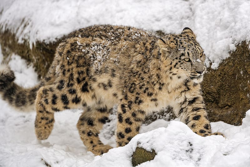 Snow leopard, big cat, predator, winter, snow, movement, HD wallpaper ...