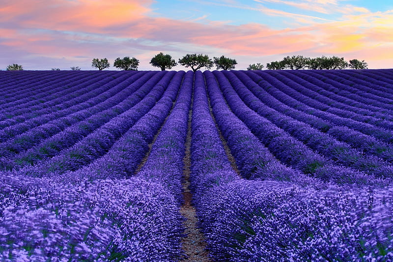 Sea of Lavenders, purple, flowers, lavenders, nature, trees, sky, field, HD wallpaper
