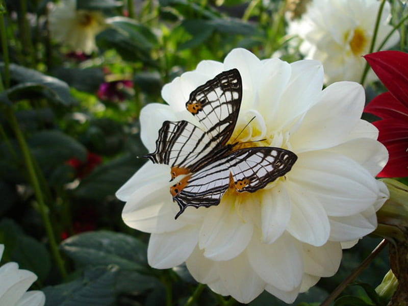 Butterfly on Flower, butterfly, nature, white, insects, animal, dahlia, HD wallpaper