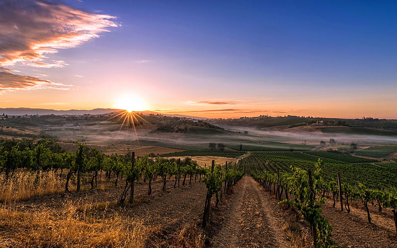 vineyards, morning, sunrise, fog, Tuscany, Italy, HD wallpaper