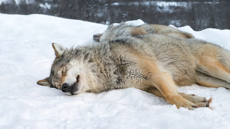 Animal Wolf Is Sleeping On Snow Animals, HD wallpaper