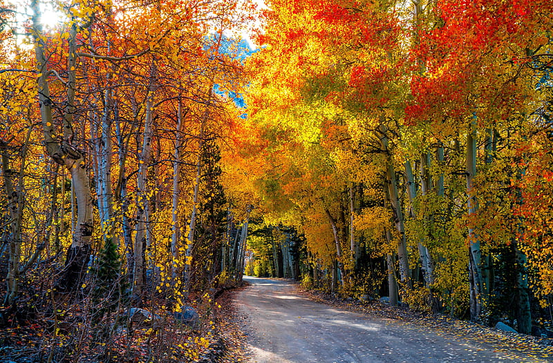 Path, autumn, fall, fall nature, foret, nature, road, HD wallpaper