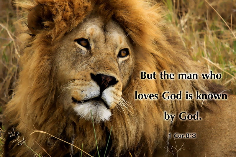 who loves, bible verses, lion, jesus, love, scriptures, bible, god, lions, holy spirit, HD wallpaper