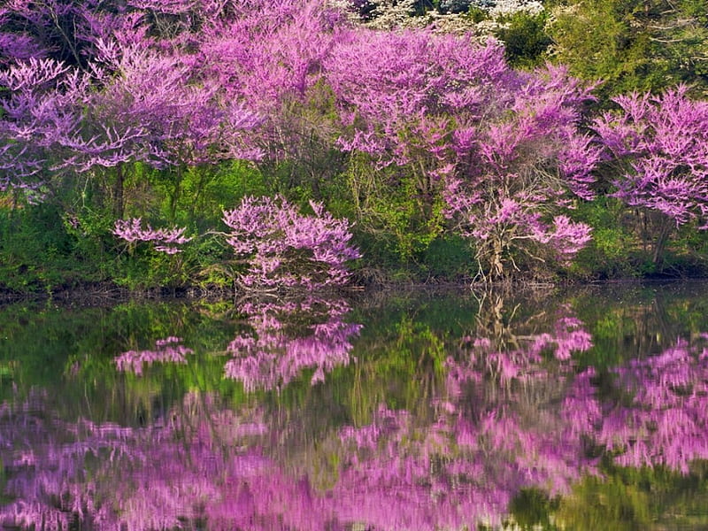 Spring Bloom Here, forest, bloom, spring, pinkbud, trees, water, green, nature, reflection, HD wallpaper