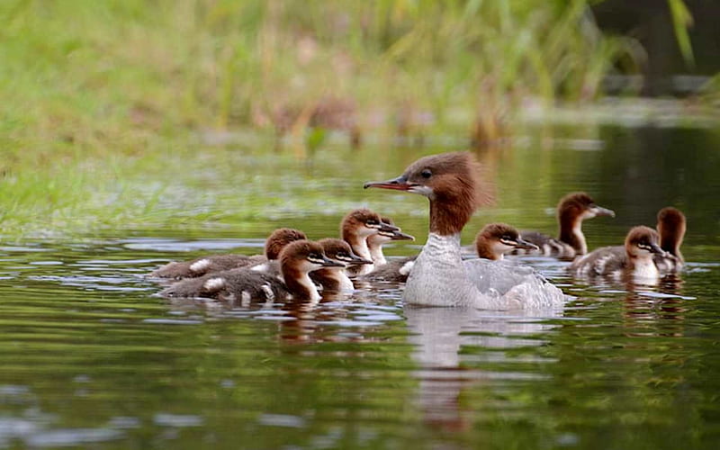 Duck Family, ducklings, family, water, Latvia, ducks, birds, HD wallpaper