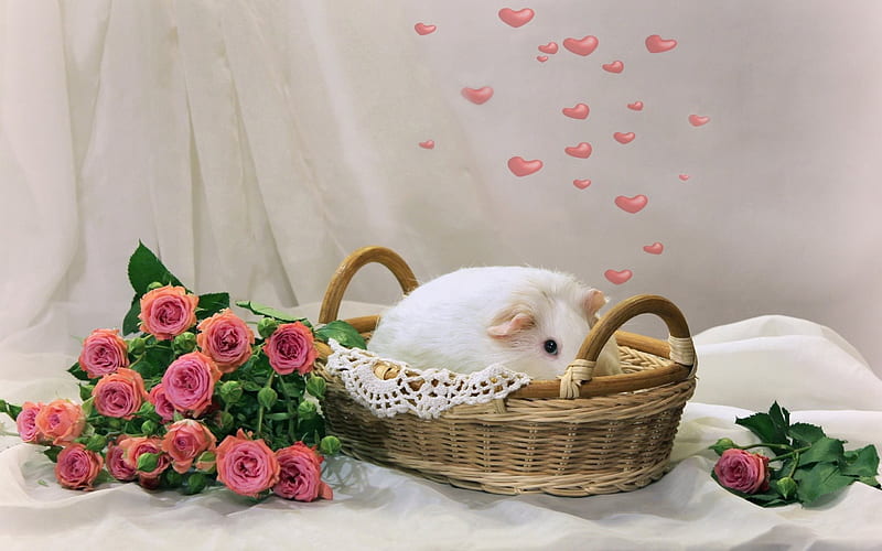 guinea pig, cute animals, basket, pink roses, white guinea pig, HD wallpaper