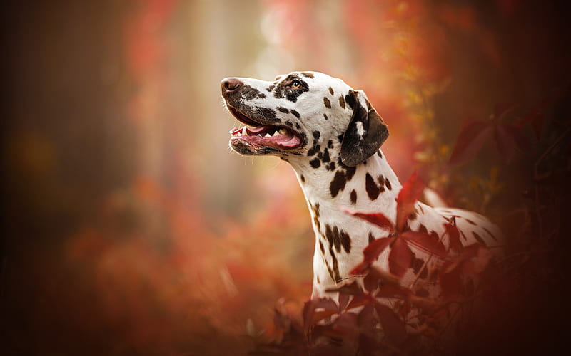Dalmatian Dog, dogs, autumn, cute animals, Dalmatian, Canis lupus familiaris, HD wallpaper