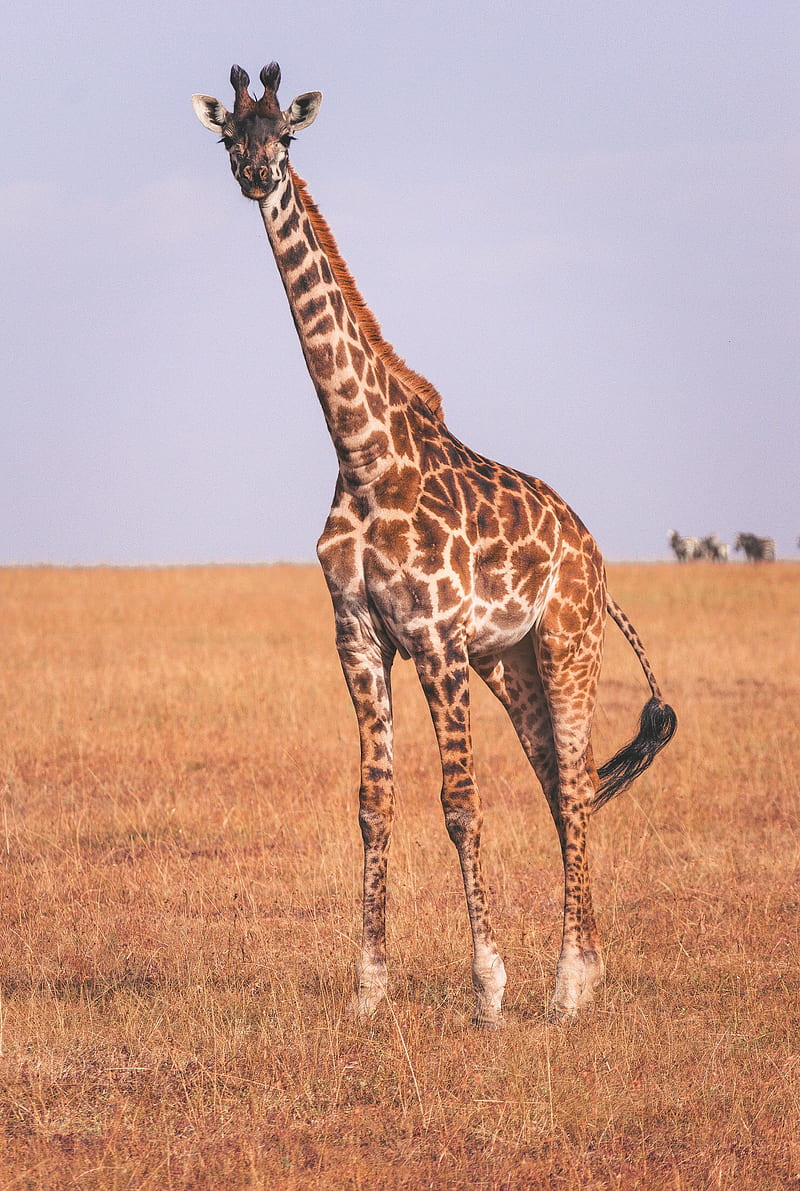 Giraffe, buck, bucks, deer, hunting safari, tail, tree, white, HD phone wallpaper