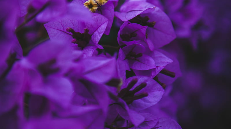 Purple Bougainvillea Flowers Black Background Purple Aesthetic, HD wallpaper