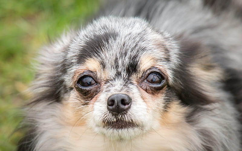 Chihuahua clode-up, dogs, gray chihuahua, cute animals, pets, Chihuahua Dog, HD wallpaper