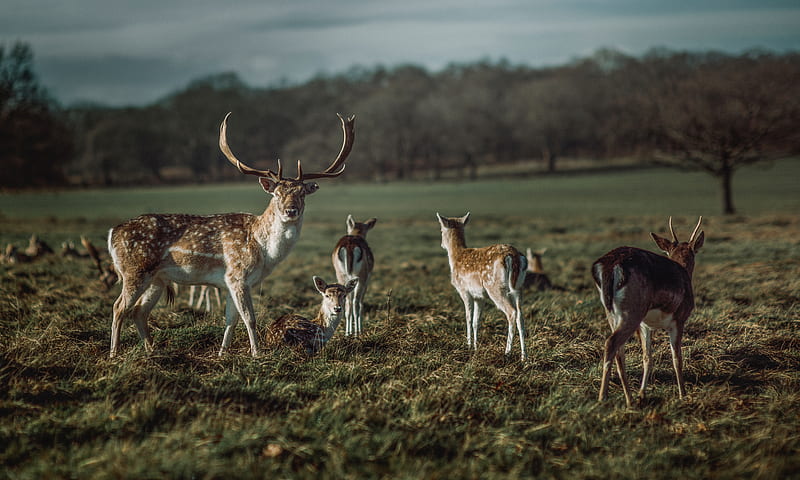 deer, horns, herbivore, animal, HD wallpaper