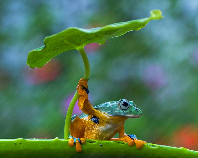 Frog, broasca, green, orange, rain, funny, leaf, HD wallpaper