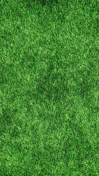 HD grass background wallpapers | Peakpx