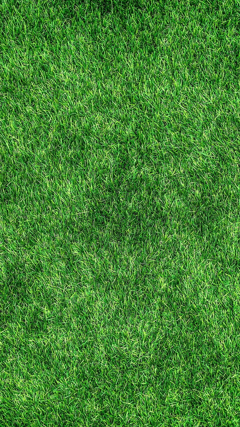 Green grass background Royalty Free Vector Image