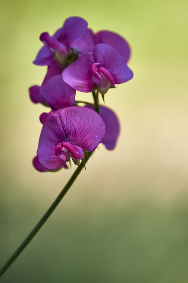 purple flower in macro shot, HD phone wallpaper