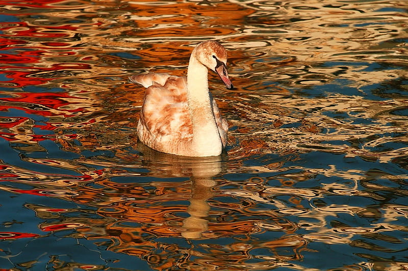 Young Swan in Reflections, colors, water, sunshine, bird, HD wallpaper