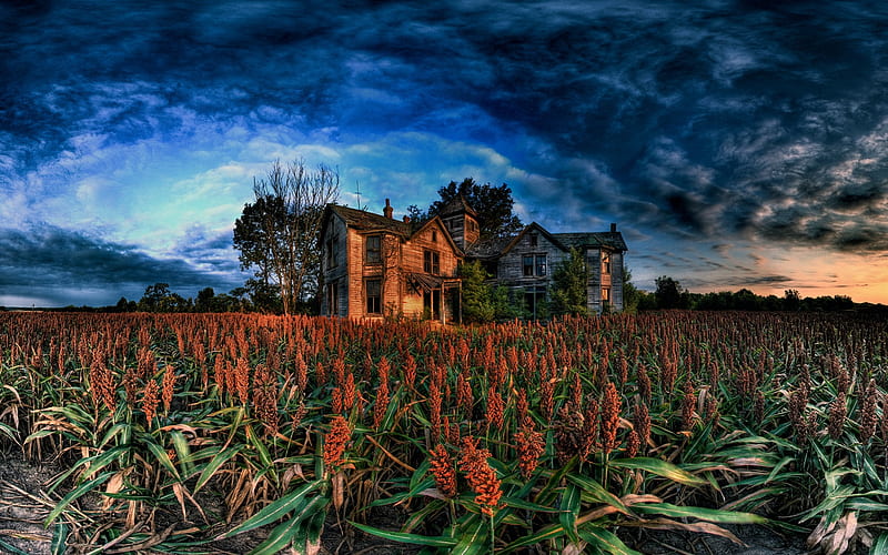 Corn Field, corn, fall, autumn, house, harvest, nature, fields, HD wallpaper