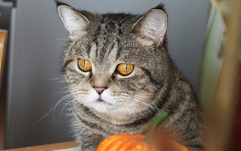 gray big cat, portrait, British shorthair cat, cat breeds, big green eyes, HD wallpaper