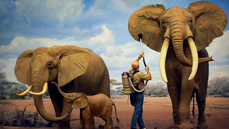 Los Angeles Natural History Museum Elephant-2017 Bing, HD wallpaper
