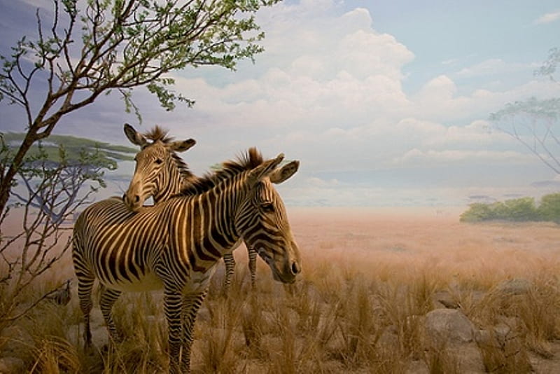 A pair Zebra's, brown grass, two, bonito, trees, clouds, zebra, animals, horses, HD wallpaper