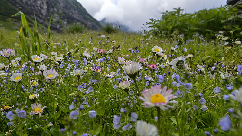 Meadow, summer, flowers, colours, highlands, HD wallpaper