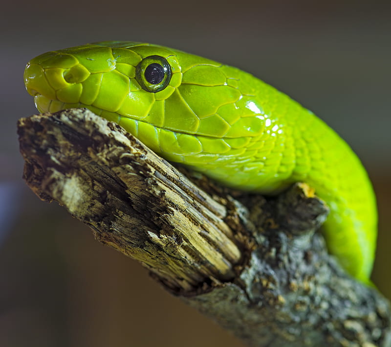 Snakes 10, animals, pets, reptiles, scary, slimy, HD wallpaper