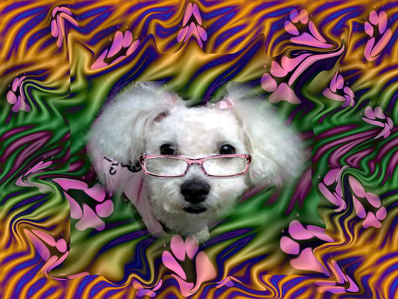 Who said glasses are just for people, glasses, colors, maltipoo, pink, dog, animal, HD wallpaper