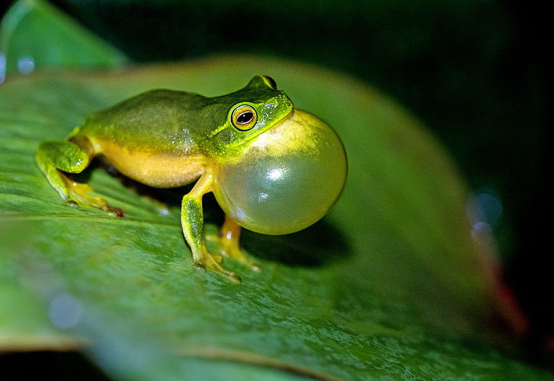 green leaf frog on green leaf in macro graphy, HD wallpaper