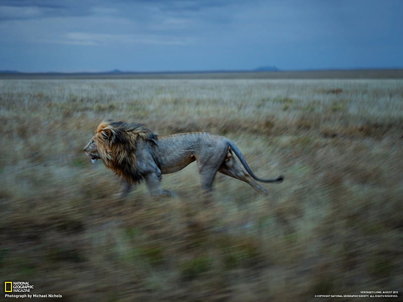 Lion, Serengeti, NG, nature, lion, animals, HD wallpaper