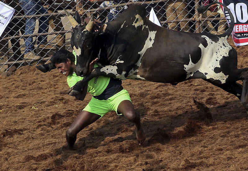 Bull-taming in India, 15 January 2018, India, Bull taming, Palamedu, Tamil Nadu, Jallikattu, HD wallpaper