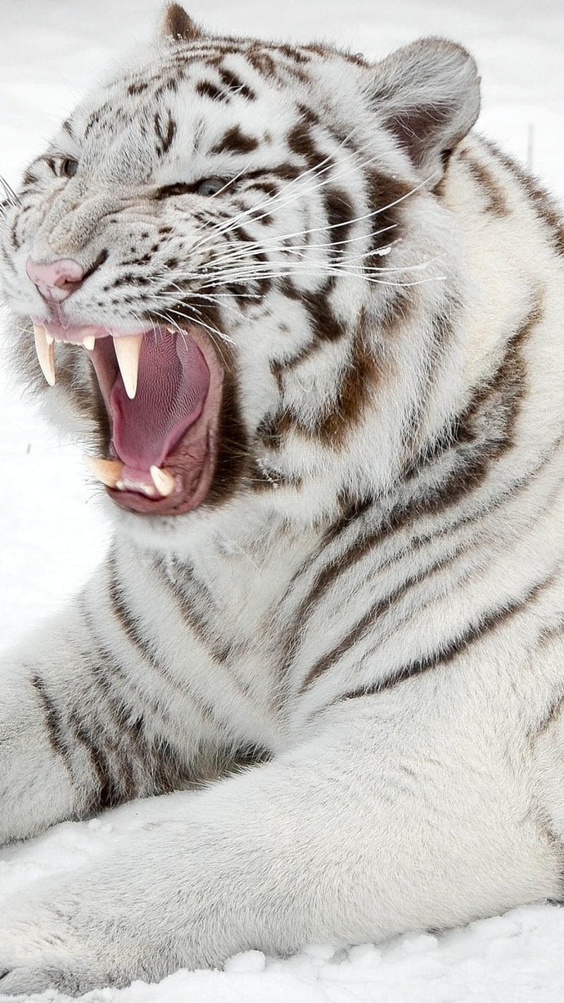 White tiger , white tiger, natural, snow, animal, HD phone wallpaper