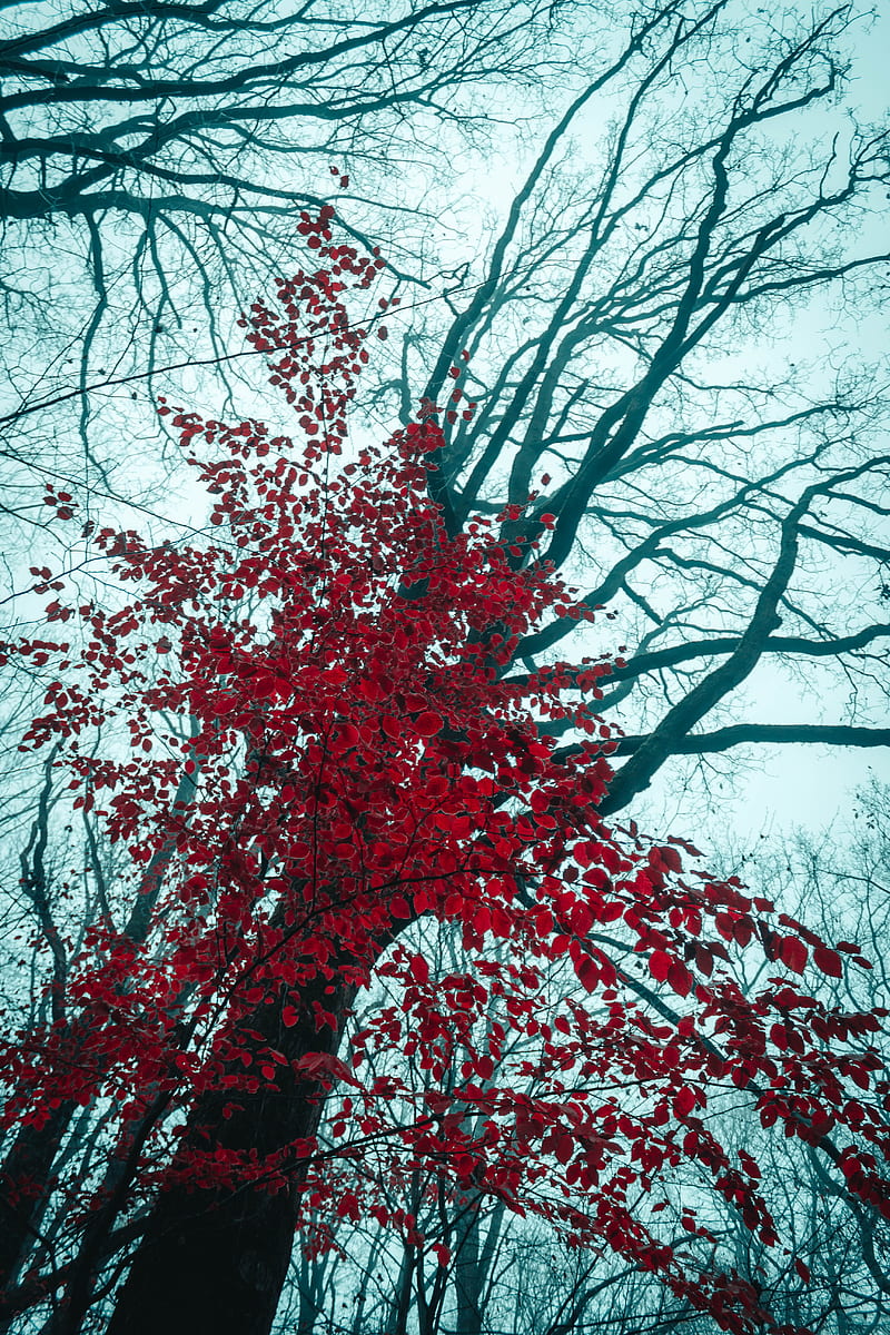 tree, red, leaves, trees, nature, HD phone wallpaper