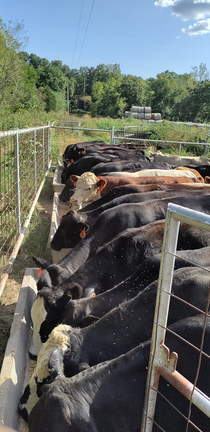 Feedin cows, animal, cow, heifer, HD phone wallpaper